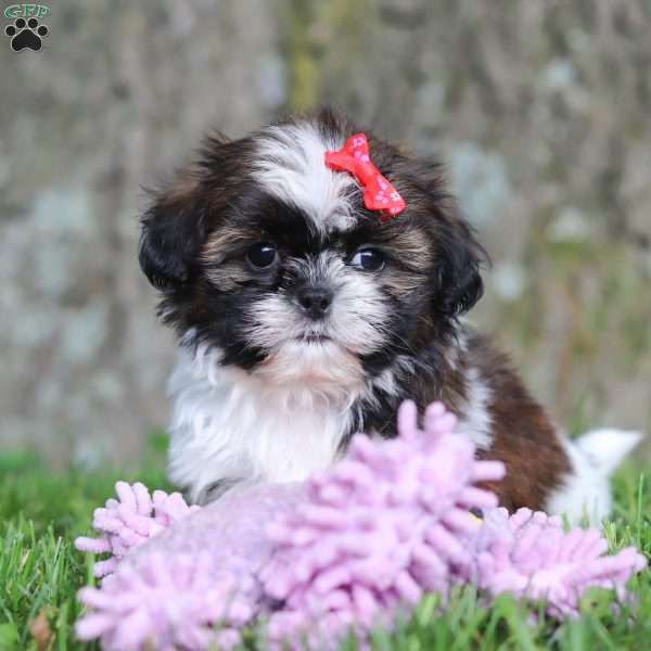 Jessica, Shih Tzu Puppy